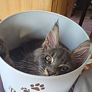 Bloom a rejoint le concours — aidez-le/la à gagner de superbes lots ! cat, gray_cat, fluffy, pet, animal, face, eyes, ears, whiskers, sleepy, relaxed, cute, bucket, container, paw_print, indoor, home, furniture, portrait, cozy
