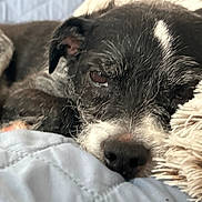 Oreo joined the competition — help win amazing prizes! dog, close_up, nose, snout, whiskers, eye, ear, fur, blanket, bedding, cozy, sleeping, pet, muzzle, resting, portrait, domestic_animal, bedroom, blanket_texture, cute