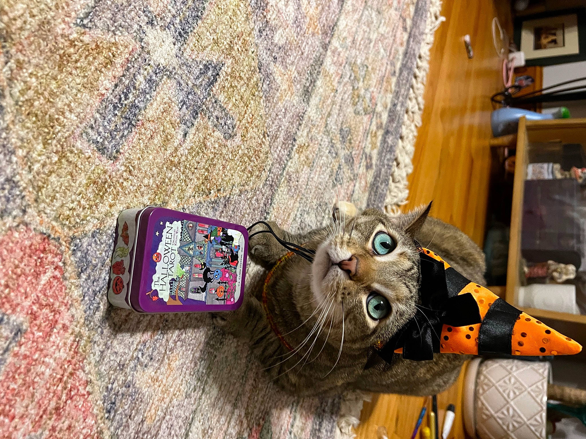 Almond is registered to the contest to win money with this photo: art, bag, communication_device, everyday_carry, eyewear, fashion_accessory, felidae, flooring, fur, gadget, hardwood, mobile_phone, personal_protective_equipment, portable_communications_device, small_to_medium_sized_cats, stuffed_toy, toy, visual_arts, whiskers, wood