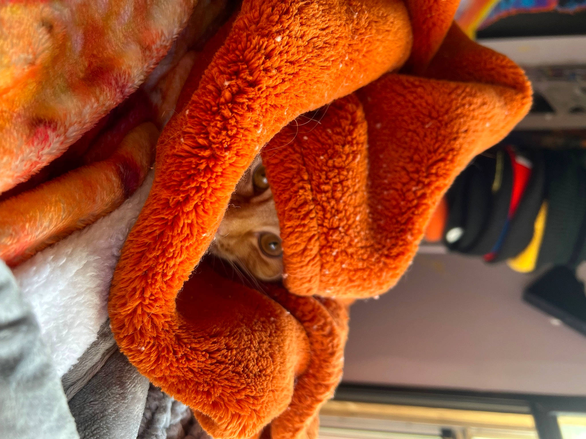 Goober joined the competition — help win amazing prizes! carmine, cuisine, dish, fast_food, fawn, fur, ingredient, meat, natural_foods, orange, pattern, peach, plush, stuffed_toy, terrestrial_animal, wood, wool