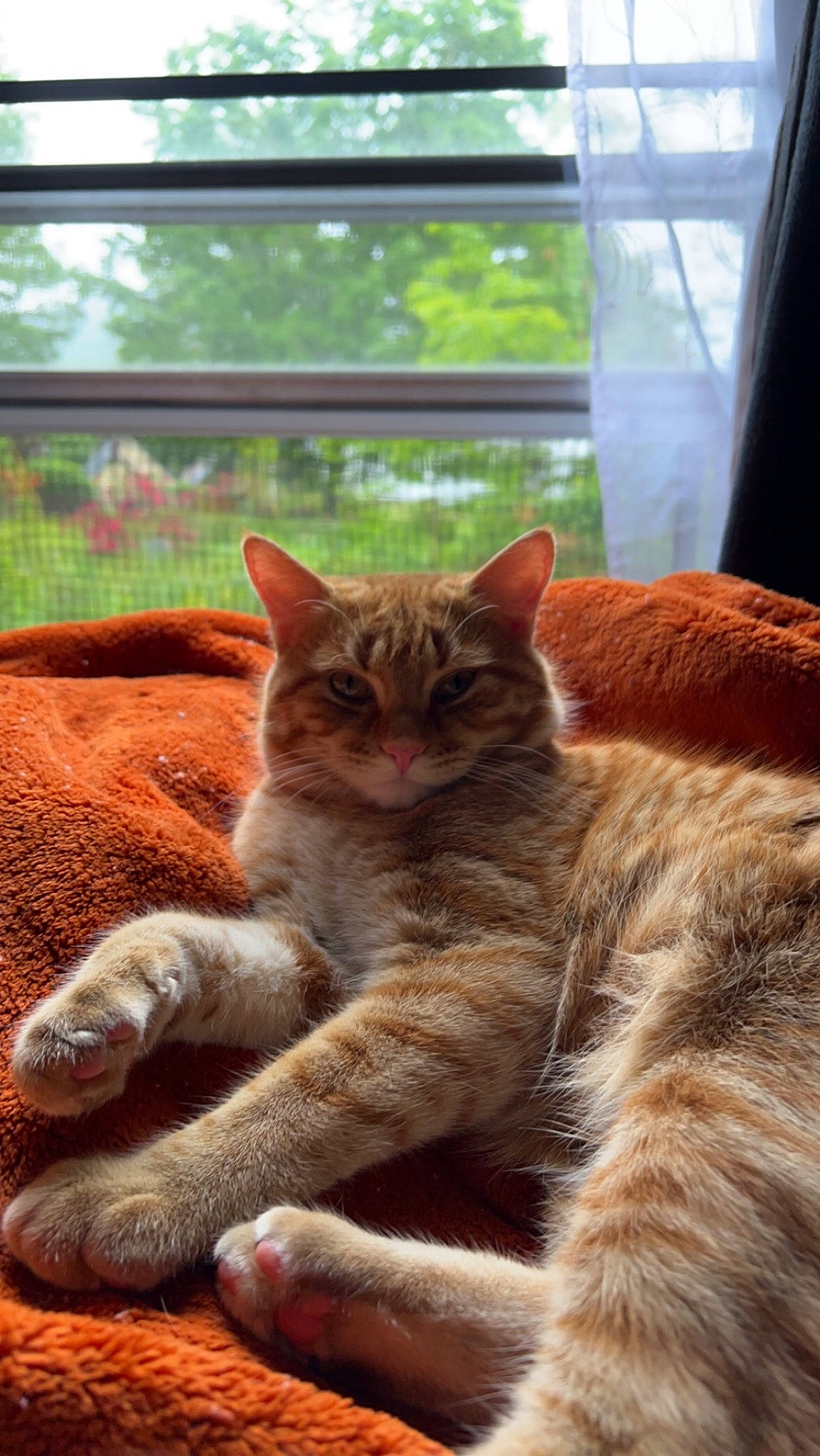 Goober is registered to the contest to win money with this photo: carnivore, cat, domestic_short_haired_cat, fawn, felidae, fur, grass, paw, plant, sitting, small_to_medium_sized_cats, snout, sunlight, tail, terrestrial_animal, tree, whiskers, wildlife, window, wood