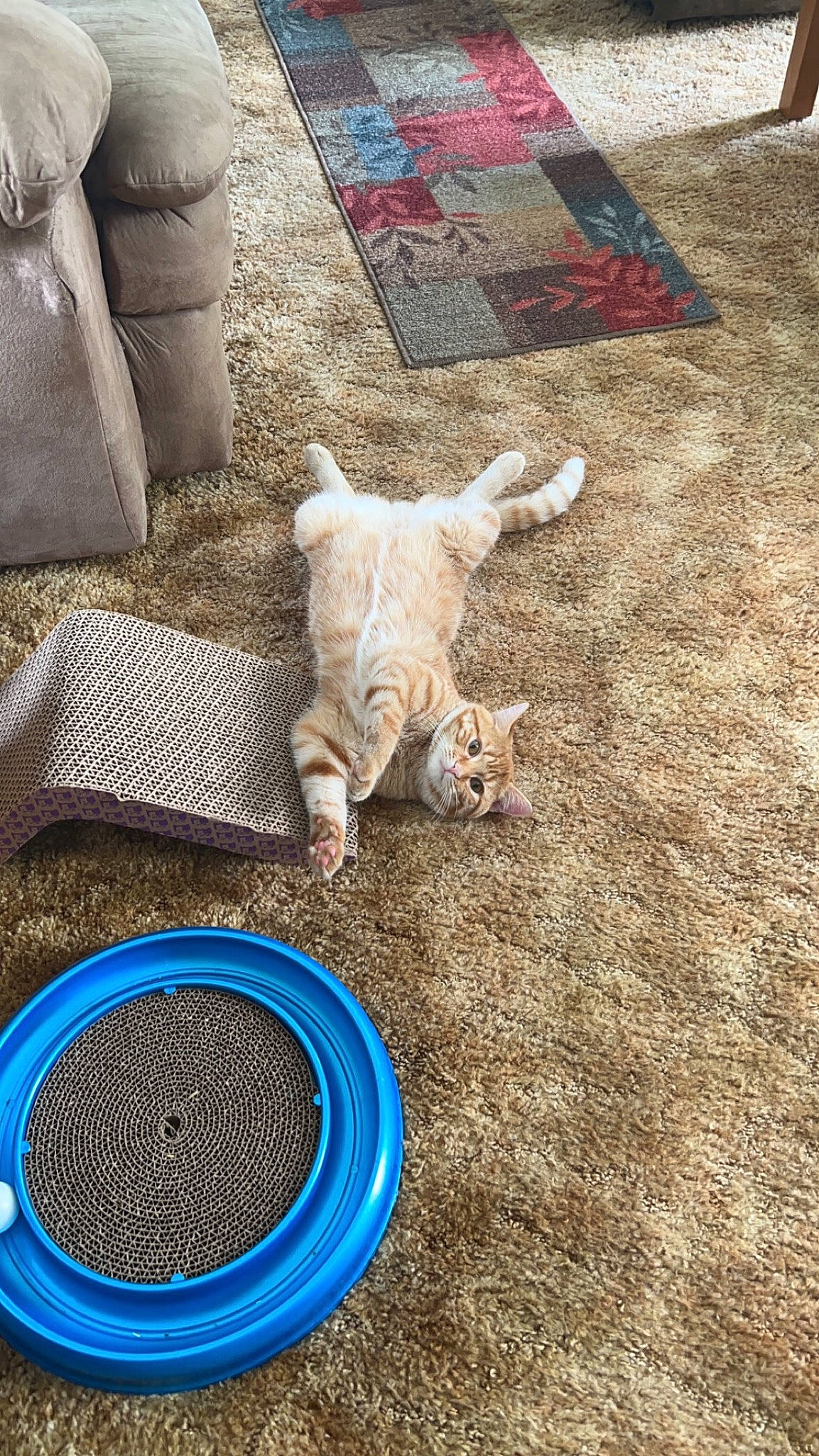 Goober joined the competition — help win amazing prizes! blue, carnivore, cat, circle, comfort, companion_dog, domestic_short_haired_cat, electric_blue, fawn, felidae, floor, flooring, grass, grey, road_surface, small_to_medium_sized_cats, soil, tail, whiskers, wood