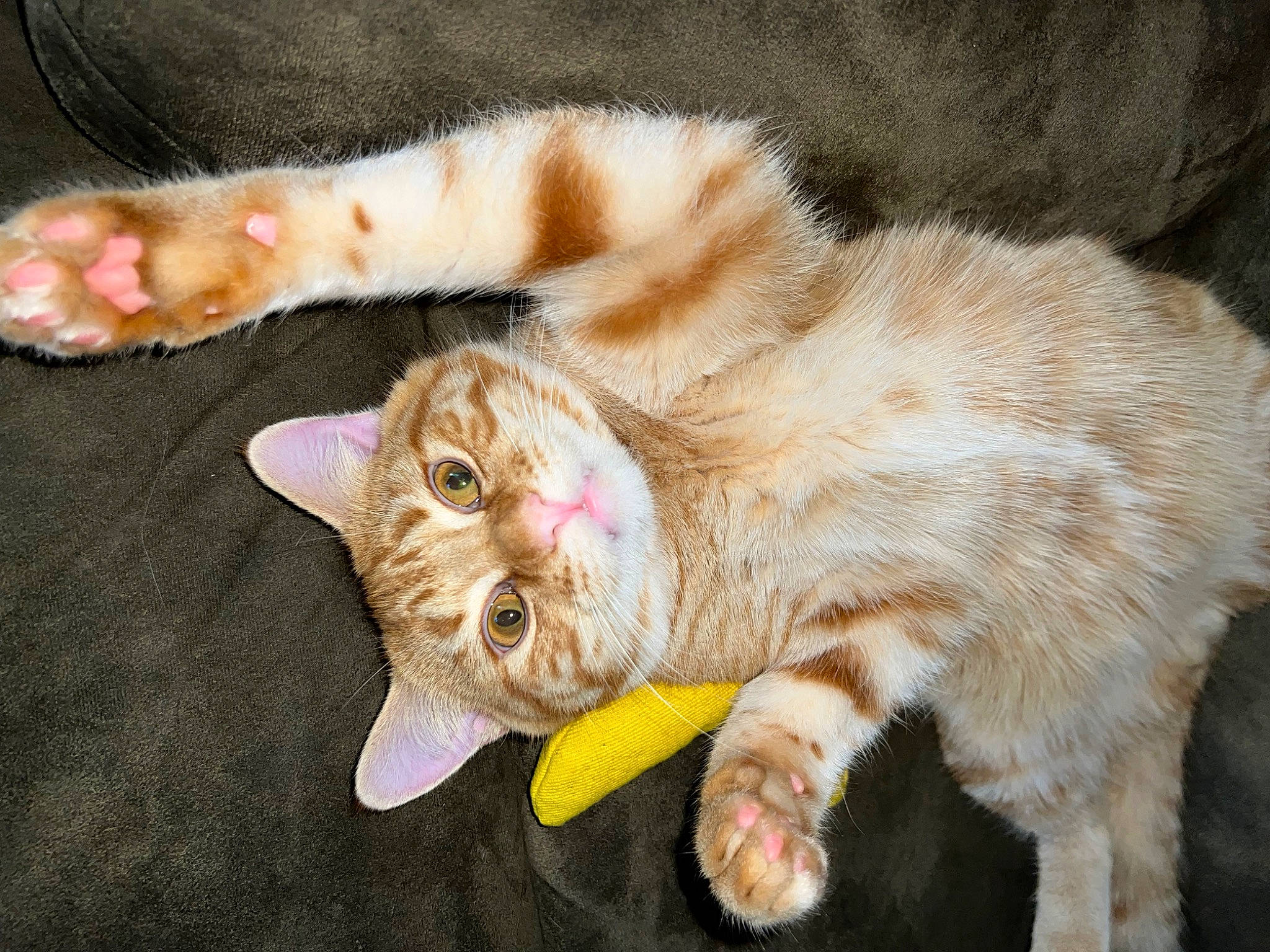 Goober joined the competition — help win amazing prizes! carnivore, cat, claw, comfort, devon_rex, domestic_short_haired_cat, ear, fawn, felidae, foot, fur, nail, paw, small_to_medium_sized_cats, snout, tail, whiskers