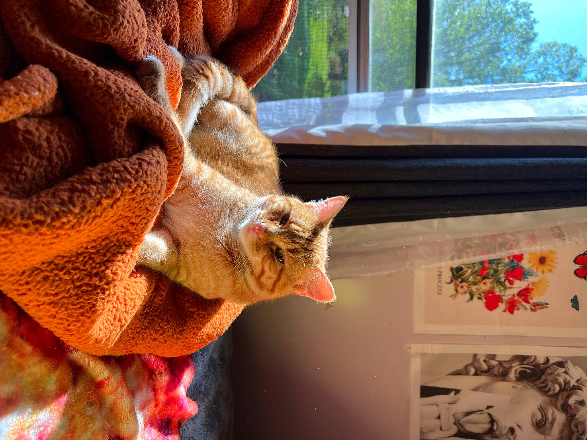 Goober joined the competition — help win amazing prizes! art, cat, domestic_short_haired_cat, event, fawn, felidae, fur, leaf, linens, pattern, plant, room, small_to_medium_sized_cats, tail, tree, whiskers, window, wood, wool, woolen