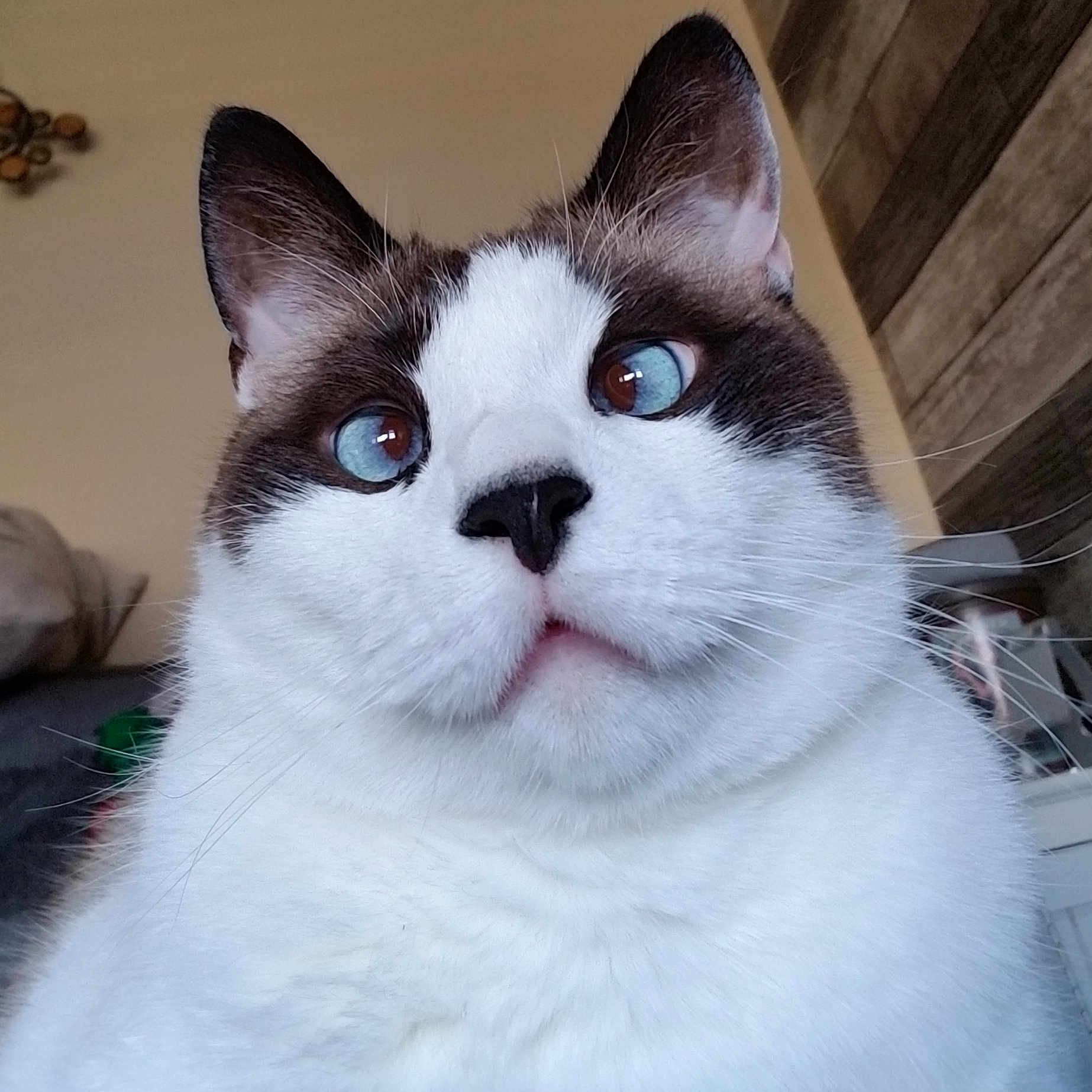 Luigi is registered to the contest to win money with this photo: aegean_cat, american_wirehair, cat, cat_like_mammal, domestic_short_haired_cat, european_shorthair, eye, fauna, fur, japanese_bobtail, nose, small_to_medium_sized_cats, snout, snowshoe, whiskers