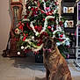 Beth participe au concours pour gagner de l'argent avec cette photo : bow_tie, canine, celebration, christmas_tree, clock, dog, festive, floor, furniture, greenery, holiday_decorations, home, indoor, ornaments, pet, red, ribbon, sitting, tinsel, white