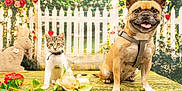 Rosita a rejoint le concours — aidez-le/la à gagner de superbes lots ! animal, background, cat, collar, cute, decor, dog, flowers, french_bulldog, garden, grass, harness, indoor, kitten, pet, pets, picket_fence, plush_toy, posing, spring