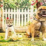 animal, background, cat, collar, cute, decor, dog, flowers, french_bulldog, garden, grass, harness, indoor, kitten, pet, pets, picket_fence, plush_toy, posing, spring