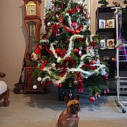 Rosita participe au concours pour gagner de l'argent avec cette photo : bow_tie, christmas_tree, clock, curtain, decor, dog, festive, floor, furniture, gift, green, holiday_decorations, indoor, ornaments, pet, photograph, red, room, shelf, tinsel