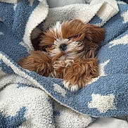 Graham is registered to the contest to win money with this photo: blanket, brown, comfort, cozy, cuddle, cute, dog, fur, indoor, nap, paw, pet, puppy, resting, sleeping, small, soft, star_pattern, textile, white