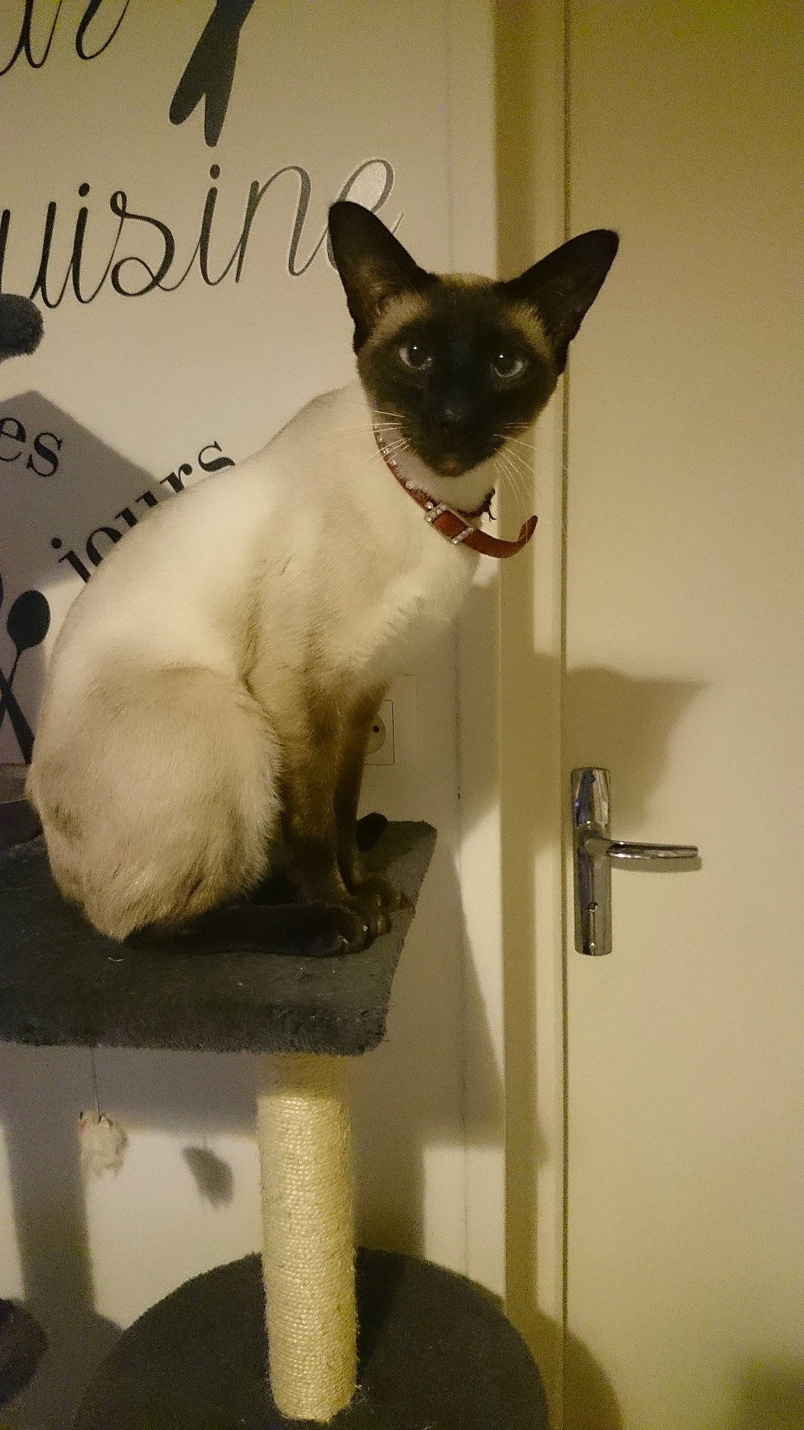 Donald participe au concours pour gagner de l'argent avec cette photo : balinese, carnivore, cat, collar, fawn, felidae, fixture, fur, gas, pet_supply, siamese, small_to_medium_sized_cats, snout, tail, thai, whiskers