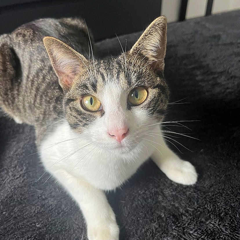 Kira a rejoint le concours — aidez-le/la à gagner de superbes lots ! abyssinian, angora, animal, cat, egyptiancat, kitten, manx, pet, snout