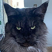 Saxo participe au concours pour gagner de l'argent avec cette photo : cat, close_up, green_eyes, fluffy, gray_cat, portrait, indoor, pet, feline, whiskers, serious_expression, animal, domestic_cat, face, fur, ears, looking_at_camera, household, background_blur, bottle