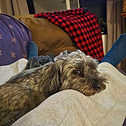 Coco joined the competition — help win amazing prizes! dog, pet, resting, cozy, blanket, couch, indoor, plaid, fur, animal, companion, comfort, relaxation, home, lap, brown, gray, cute, sleepy, living_room