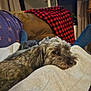 dog, pet, resting, cozy, blanket, couch, indoor, plaid, fur, animal, companion, comfort, relaxation, home, lap, brown, gray, cute, sleepy, living_room