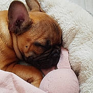 Aimy participe au concours pour gagner de l'argent avec cette photo : dog, sleeping, brown, puppy, bed, blanket, plush_toy, cozy, resting, cute, indoor, fur, pet, animal, soft, snuggling, relaxing, closeup, warm, peaceful