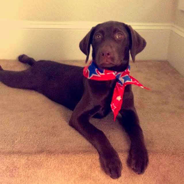 Willow joined the competition — help win amazing prizes!