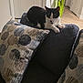 Tuxedo joined the competition — help win amazing prizes! cat, black_and_white, couch, pillow, indoor, living_room, plant, door, hallway, feline, resting, decor, patterned_pillow, relaxation, domestic_animal, cozy, home, pet, seated, fur