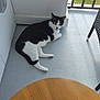 Tuxedo is registered to the contest to win money with this photo: cat, black_and_white, animal, pet, balcony, outdoor, floor, table, chair, railing, greenery, curious, resting, domestic, feline, whiskers, paws, relaxing, sidewalk, daylight