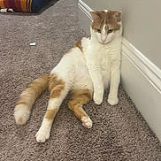 Benny joined the competition — help win amazing prizes! animal, carpet, cat, cozy, cute, domestic_cat, feline, floor, fur, indoor, orange_and_white, paw, pet, pillow, relaxed, resting, striped_pillow, tail, wall, whiskers