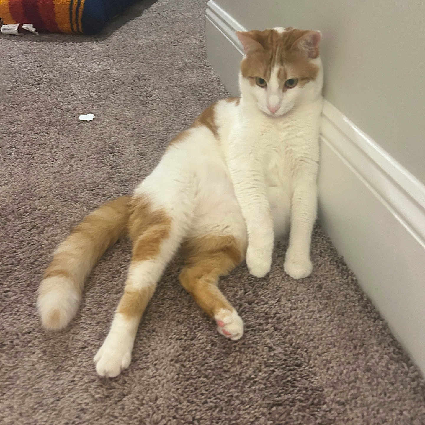 Benny joined the competition — help win amazing prizes! animal, carpet, cat, cozy, cute, domestic_cat, feline, floor, fur, indoor, orange_and_white, paw, pet, pillow, relaxed, resting, striped_pillow, tail, wall, whiskers