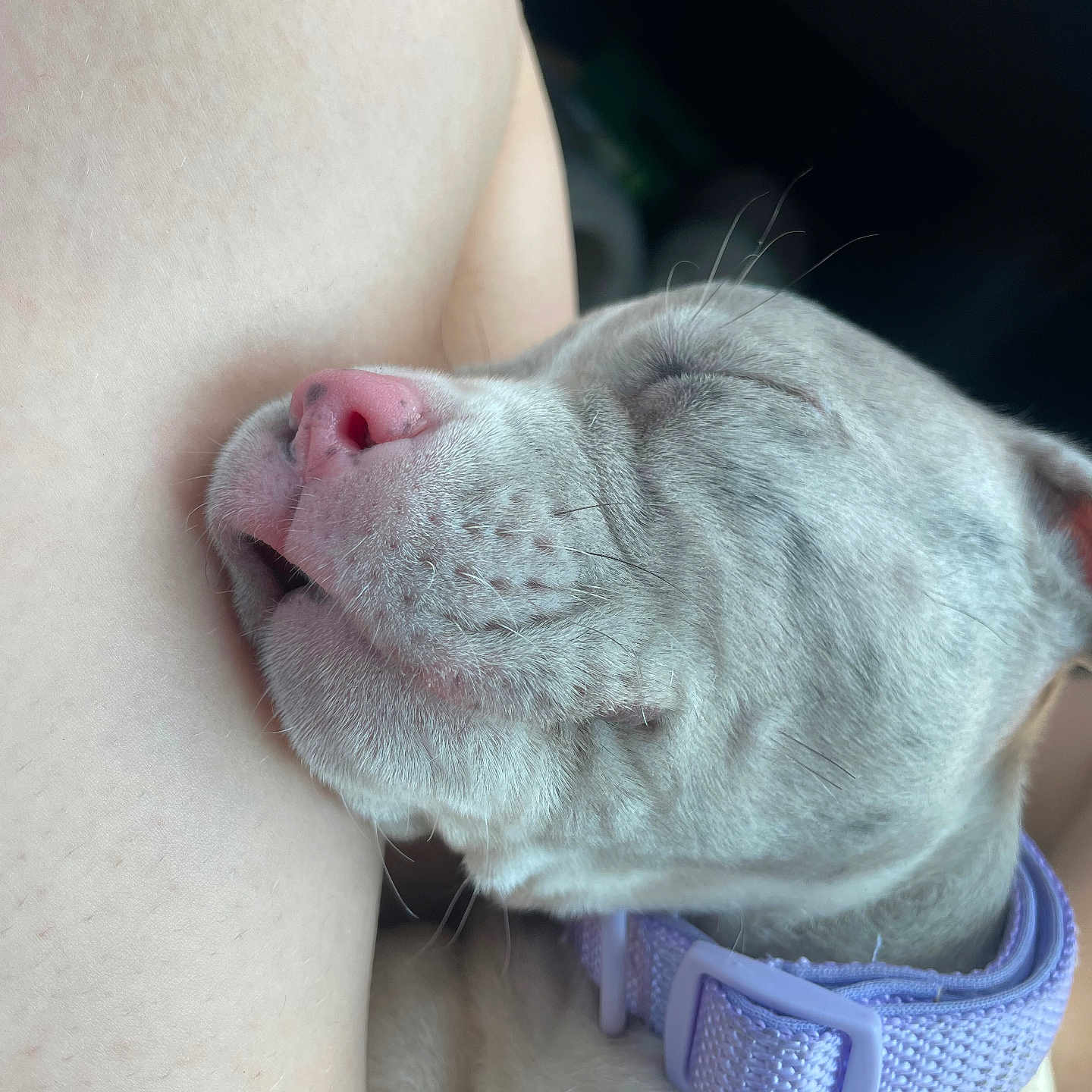 Taz joined the competition — help win amazing prizes! animal, close_up, collar, companion, cute, dog, face, fur, indoor, lavender, leg, pet, pink_nose, puppy, relaxation, resting, sleeping, soft_light, whiskers, young_dog