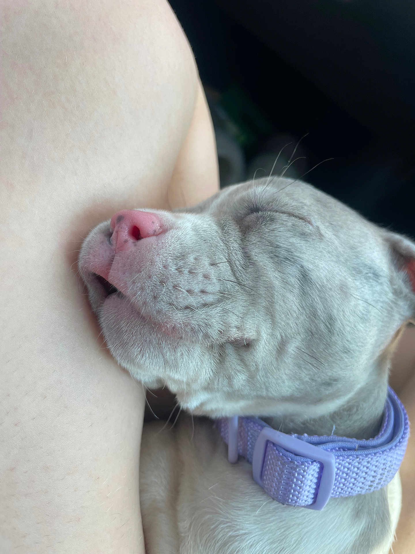 Taz joined the competition — help win amazing prizes! puppy, dog, sleeping, close_up, collar, lavender, pet, resting, leg, fur, cute, animal, young_dog, whiskers, pink_nose, relaxation, indoor, companion, soft_light, face