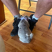 Taz joined the competition — help win amazing prizes! dog, puppy, spotted, collar, person, legs, shoes, socks, wooden_floor, chair, indoor, pet, animal, resting, flooring, casual, cozy, domestic, companion, relaxed
