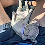 Taz joined the competition — help win amazing prizes! puppy, dog, sleeping, lap, person, legs, shorts, collar, car_interior, sunlight, shadow, relaxation, pet, white_dog, canine, resting, casual, summer, comfort, animal