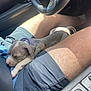 Taz is registered to the contest to win money with this photo: puppy, dog, sleeping, lap, person, shorts, car, steering_wheel, seatbelt, sunlight, interior, relaxing, pet, animal, young, cute, resting, domestic, companion, casual