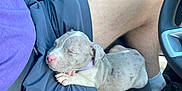 Taz joined the competition — help win amazing prizes! puppy, dog, sleeping, lap, person, shorts, purple_shirt, car_interior, seatbelt, relaxing, cute, small, canine, pet, resting, collar, human_leg, casual_clothing, window, steering_wheel