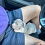 puppy, dog, sleeping, lap, person, shorts, purple_shirt, car_interior, seatbelt, relaxing, cute, small, canine, pet, resting, collar, human_leg, casual_clothing, window, steering_wheel