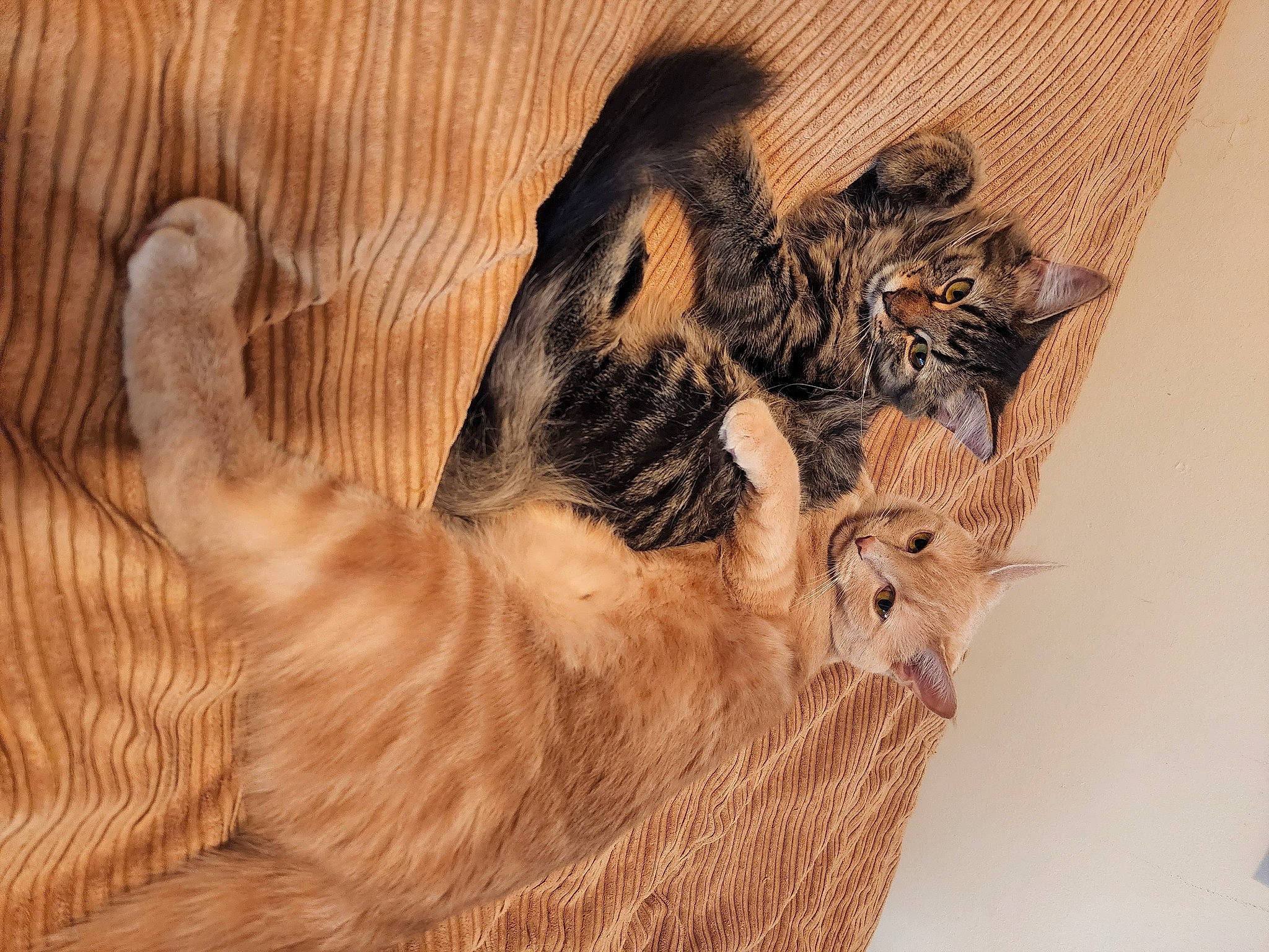 Miss Pippin Cordelia joined the competition — help win amazing prizes! carnivore, cat, claw, comfort, dog_breed, domestic_short_haired_cat, fawn, felidae, fur, gesture, liver, mammal, paw, small_to_medium_sized_cats, snout, tail, terrestrial_animal, vertebrate, whiskers, wood