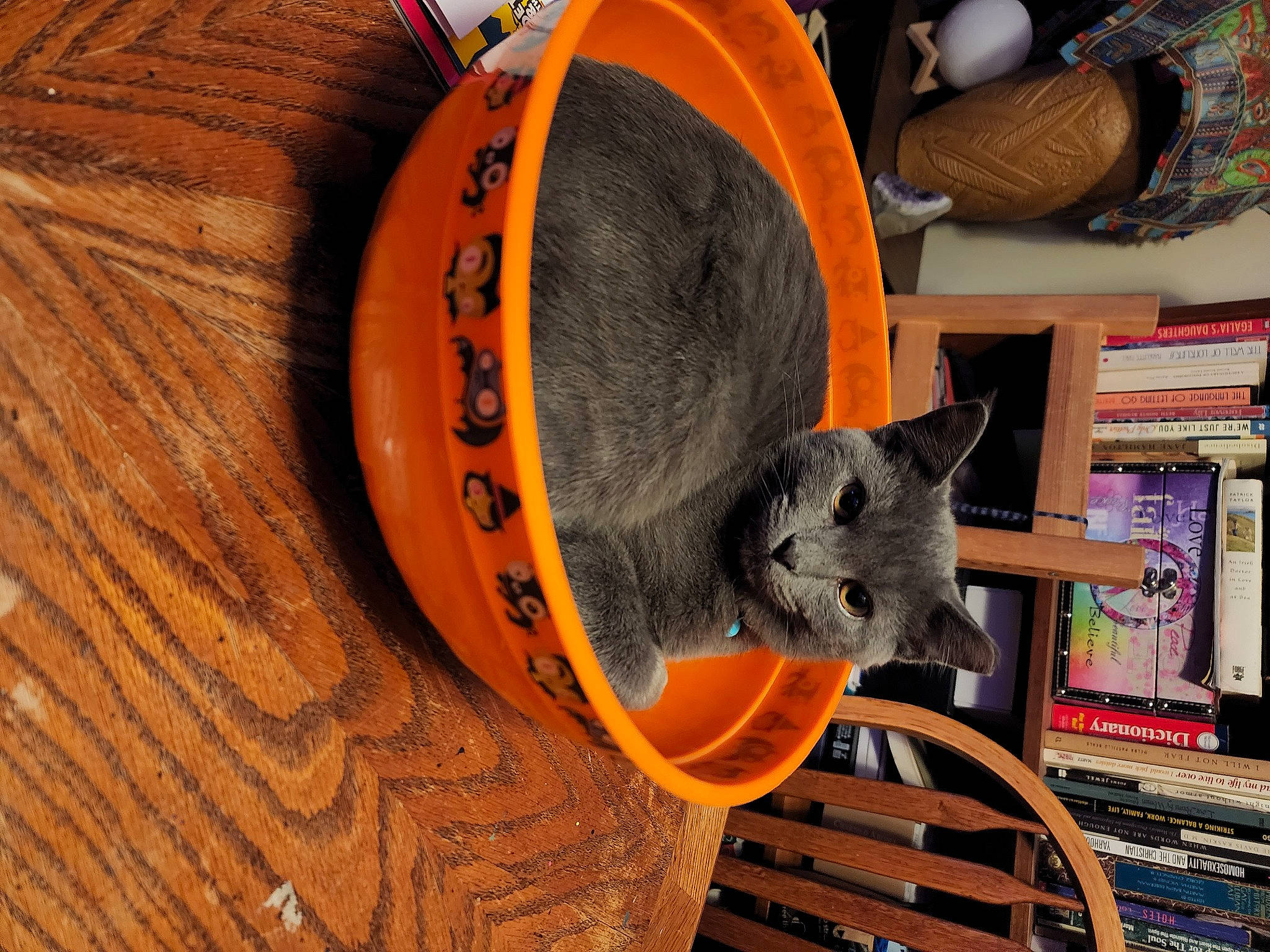 Bayliss is registered to the contest to win money with this photo: bookcase, carnivore, cat, cat_supply, drum, felidae, folk_instrument, guitar, hat, idiophone, membranophone, musical_instrument, orange, plucked_string_instruments, shelf, small_to_medium_sized_cats, string_instrument, tail, whiskers, wood