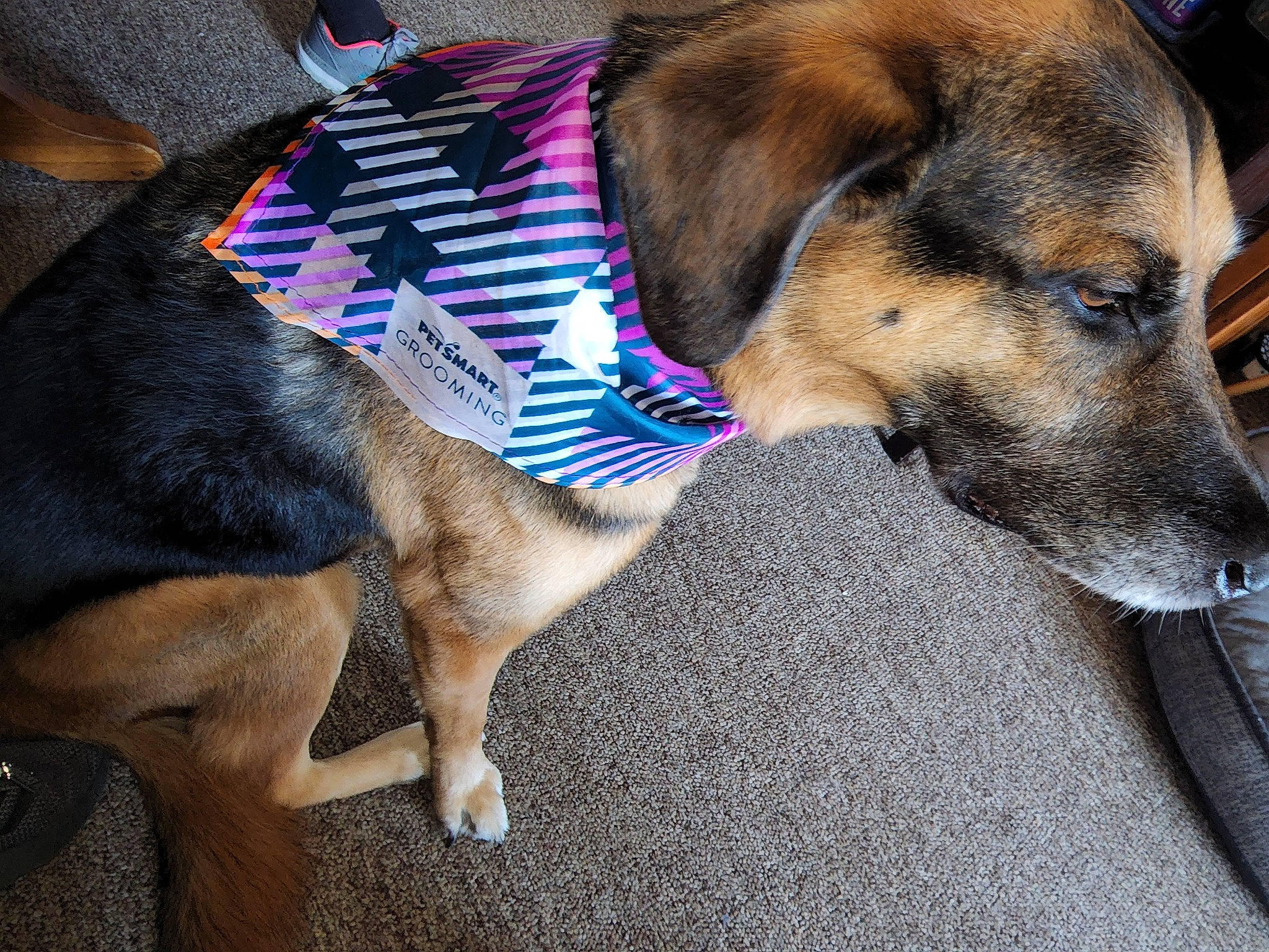 Stryker Allen joined the competition — help win amazing prizes! canidae, carnivore, collar, comfort, companion_dog, dog, dog_breed, dog_supply, fawn, fur, leash, paw, pet_supply, snout, sporting_group, tail, terrestrial_animal, working_animal, working_dog