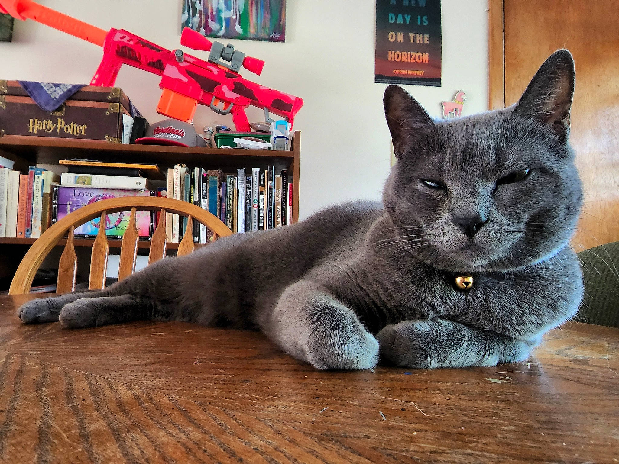 Princess Theodora is registered to the contest to win money with this photo: bookcase, carnivore, cat, domestic_short_haired_cat, felidae, fur, grey, hardwood, picture_frame, publication, russian_blue, shelf, small_to_medium_sized_cats, snout, tail, terrestrial_animal, varnish, whiskers, window, wood