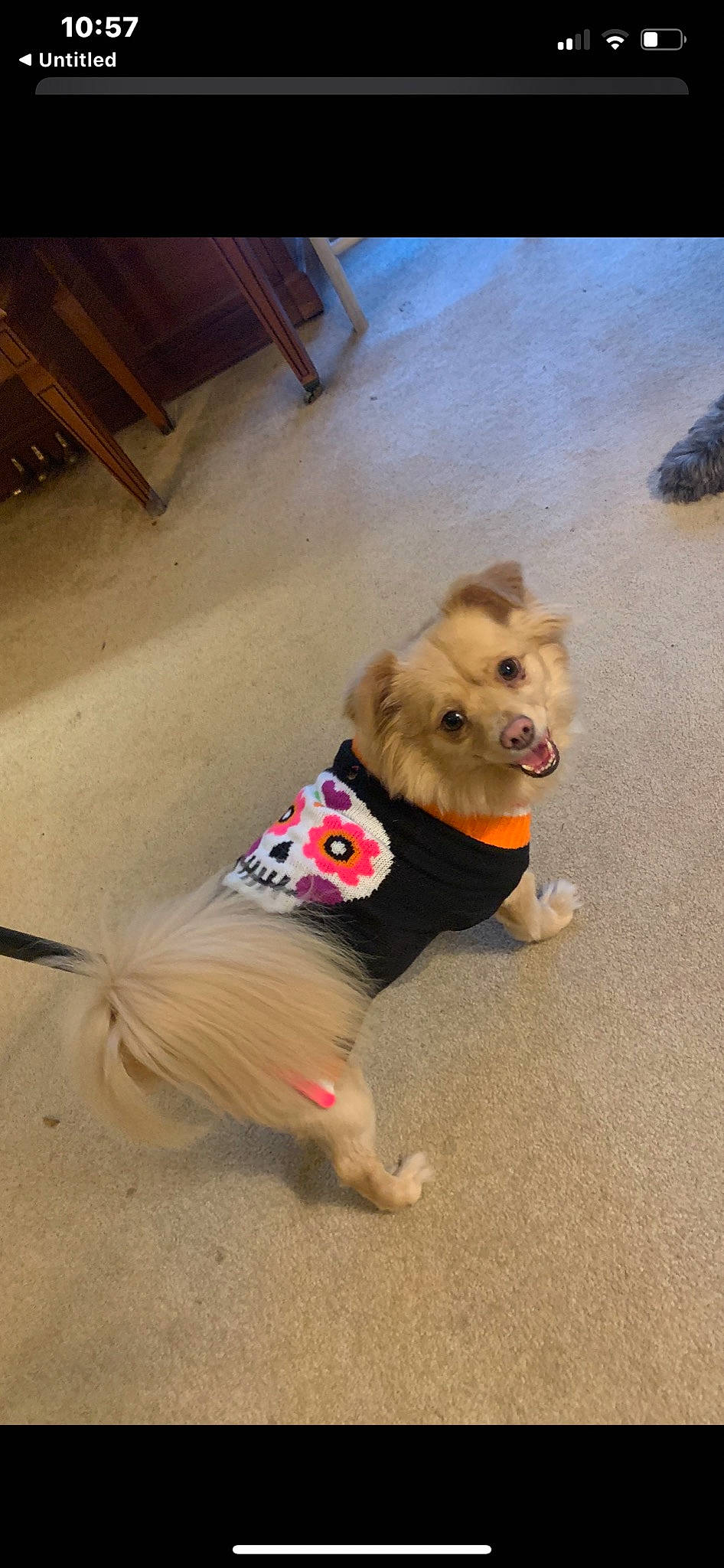 Honey is registered to the contest to win money with this photo: carnivore, collar, companion_dog, dog, dog_breed, dog_clothes, dog_supply, fawn, flooring, german_spitz, german_spitz_klein, leash, pet_supply, pomeranian, snout, spitz, tail, toy_dog, wood, working_animal