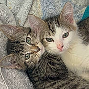 Romeo joined the competition — help win amazing prizes! cat, kitten, animal, pet, feline, snuggling, towel, cute, fur, whiskers, ears, eyes, tabby, striped, closeup, indoor, resting, cozy, companions, young