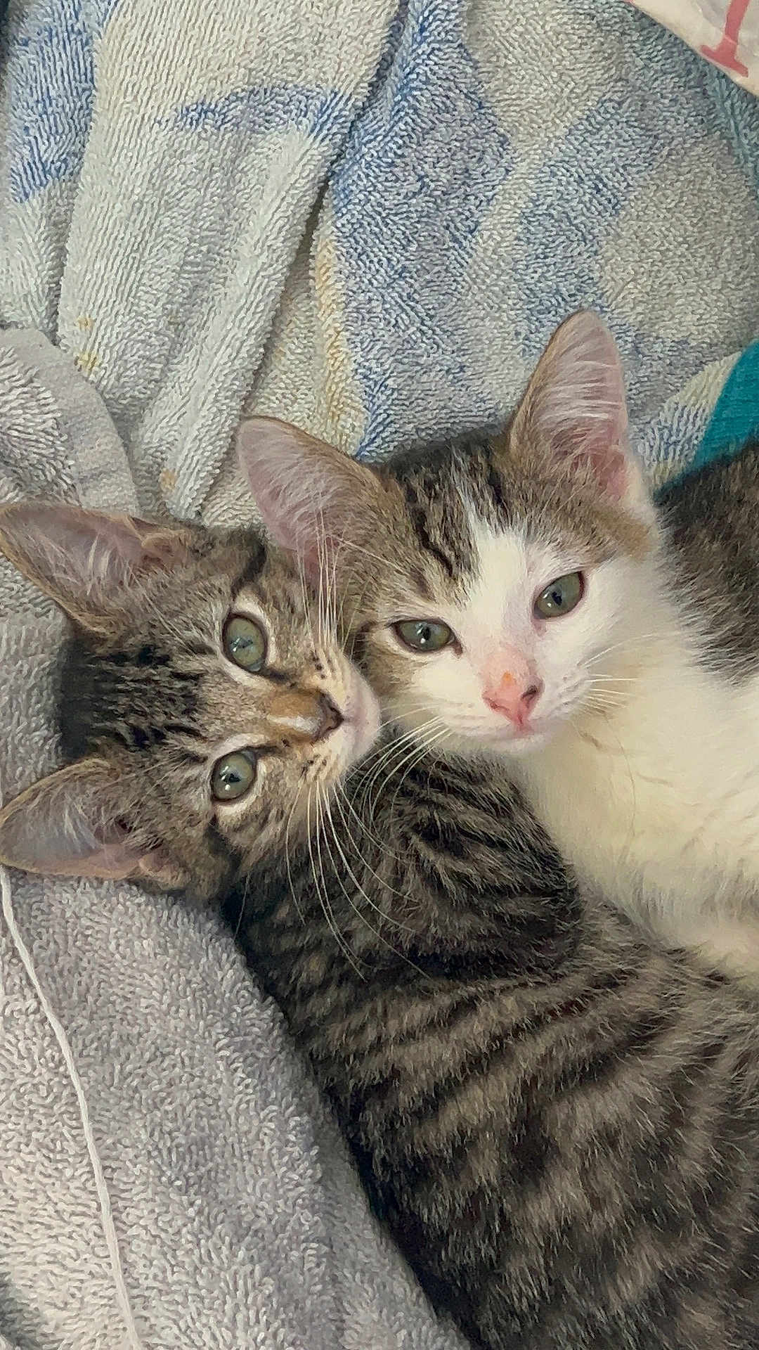 Romeo joined the competition — help win amazing prizes! cat, kitten, animal, pet, feline, snuggling, towel, cute, fur, whiskers, ears, eyes, tabby, striped, closeup, indoor, resting, cozy, companions, young