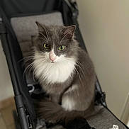 Soren a rejoint le concours — aidez-le/la à gagner de superbes lots ! cat, gray_cat, white_fur, green_eyes, pet, animal, indoor, stroller, seat, fur, whiskers, cute, curious, sitting, domestic, closeup, soft_light, blurred_background, household, feline