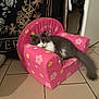 Soren a rejoint le concours — aidez-le/la à gagner de superbes lots ! cat, furniture, chair, pink, hello_kitty, flower_pattern, tile_floor, gray_cat, white_cat, indoor, pet, resting, cute, fluffy, small_chair, home_interior, relaxed, animal, cozy, background