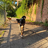 Salem participe au concours pour gagner de l'argent avec cette photo : animal, brick_wall, canine, daytime, dog, dogs, fence, greenery, ivy, leaves, nature, outdoor, park, path, pets, shadows, sidewalk, sunlight, trees, walking