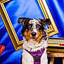 Salem participe au concours pour gagner de l'argent avec cette photo : animal, blue_background, closeup, dog, ears, expression, eyes, face, fur, golden_frame, indoor, nose, pet, portrait, purple_harness, sitting, studio, tricolor, typewriter, wooden_stool