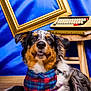 Salem participe au concours pour gagner de l'argent avec cette photo : animal, bandana, blue_background, canine, closeup, colorful, decor, dog, domestic, fur, happy, indoor, pet, picture_frame, plaid, portrait, smiling, stool, typewriter, wooden_floor
