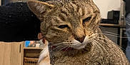 Dashi participe au concours pour gagner de l'argent avec cette photo : cat, tabby, pet, hand, living_room, tv, vinyl_record, furniture, couch, collar, whiskers, indoor, animal, mammal, domestic_cat, cute, feline, relaxed, person_hand, dog