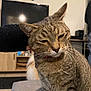 cat, tabby, pet, hand, living_room, tv, vinyl_record, furniture, couch, collar, whiskers, indoor, animal, mammal, domestic_cat, cute, feline, relaxed, person_hand, dog