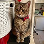 tabby_cat, bow_tie, indoor, table, electronic_device, santa_decoration, wall_texture, kitchen, tile_floor, black_and_white_cat, pet, feline, domestic_animal, resting, cute, animal_accessory, household, home, curious, animal