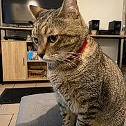 Dashi participe au concours pour gagner de l'argent avec cette photo : cat, tabby, indoor, pet, feline, collar, red_collar, sitting, gray_surface, television, speakers, wooden_cabinet, home_interior, animal, mammal, fur, whiskers, ears, paws, domestic