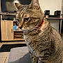 cat, tabby, indoor, pet, feline, collar, red_collar, sitting, gray_surface, television, speakers, wooden_cabinet, home_interior, animal, mammal, fur, whiskers, ears, paws, domestic
