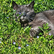 Sisko a rejoint le concours — aidez-le/la à gagner de superbes lots ! cat, gray_cat, flower, yellow_flower, blue_flower, grass, meadow, outdoor, sunlight, nature, animal, pet, relaxed, whiskers, paw, greenery, closeup, feline, resting, summer